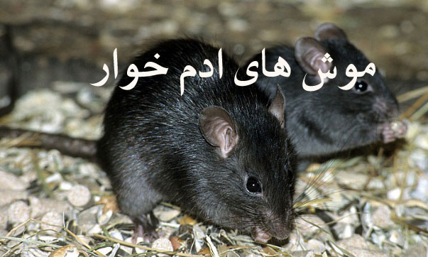 موش های ادم خوار در تهران