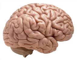 حافظه، یکی از قابلیت های مهم مغز انسان